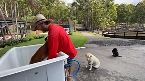27K views · 3.5K reactions | Social distancing #takingitseriously A smile for your morning, if you missed it yesterday. Zara the Labrador and Bolli the Cavoodle lining up for their bath and head massage whilst adhering perfectly with social distancing rules | Doggy Daycare Farm Trips | Facebook