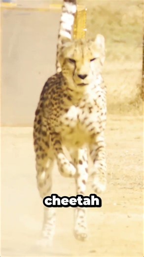 Speed Test between Ishowspeed vs Cheetah #ishowspeed #entertainment #shortsfeed #shorts