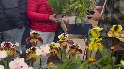 Expo-vente d’orchidées à Annequin