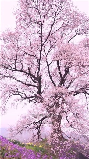 アルプスと桜とのコラボが美しい！！！