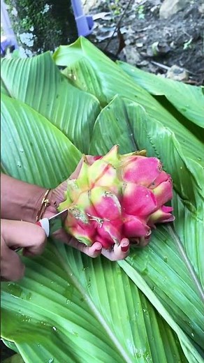 Buah Naga Merah #buahnagamerah