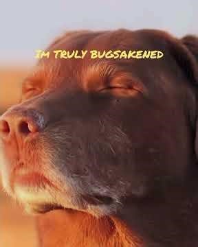 I LOVE BUGSAKEN 💀