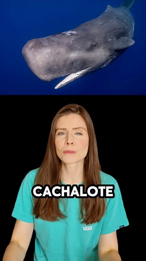 Você sabia que a baleia cachalote faz o som mais alto do planeta? #curiosidades #animais | Instante Descoberta