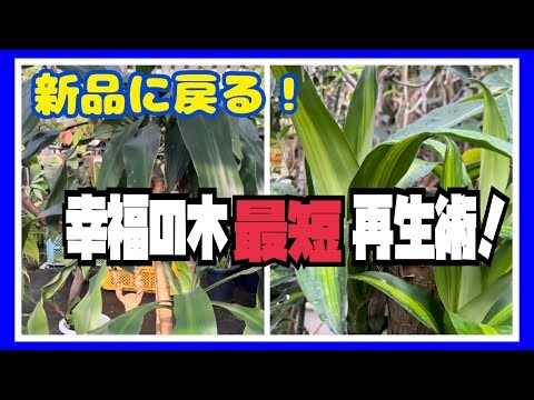 【観葉植物再生】幸福の木最短再生術！挿し芽を利用してゴージャスな◯◯を作る！