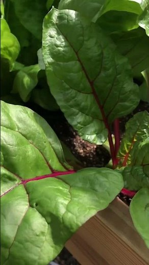 How to Harvest Swiss Chard