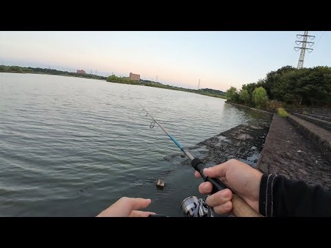 芝川調整池で魚釣り！