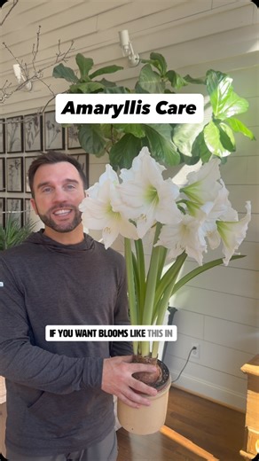 Holy Moly! My Amaryllis is STUNNING! That amaryllis doesn’t have to be a one-season wonder. After it finishes blooming, keep it growing outdoors, feed it well, and give it a proper fall rest so it can steal the show again next winter. Quick rebloom checklist • After blooms fade, keep the leaves growing • Move outside after frost and give full sun fertilizer • Stop watering in fall and let it go dormant • Store cool, dark, and dry for 8–10 weeks • Bring back inside, water, and wait for the magic 
