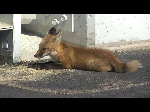 NASCAR Funny Moments #2