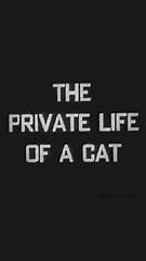 8.9K views · 253 reactions | The avant-garde film-makers Alexander...