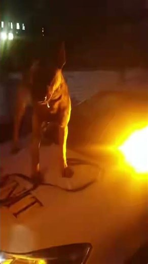 In his element. K-9 unit #malinois #darksideworkingdogs #shorts #short