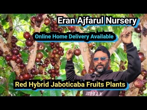 How to Red Hybrid Jaboticaba Fruits Plants Online Home Delivery Available #eranajfarulnursery