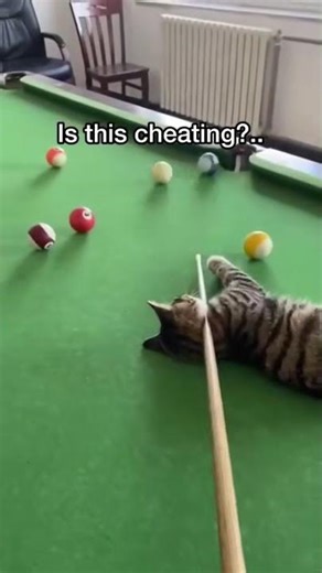 These cats are definable pros at billiard #cat #funny #billiards #funny