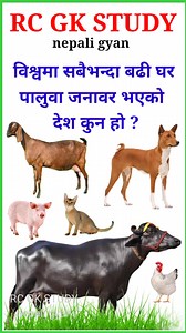 197K views · 2.9K reactions | Gk in nepali | interesting gk questions loksewa question and answer | #gk | RC GK STUDY - nepali gyan | Facebook
