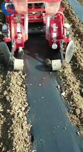 Efficient Corn Planting Using Plastic Mulch Planter #farming #agriculture #machine #farm #farmlife