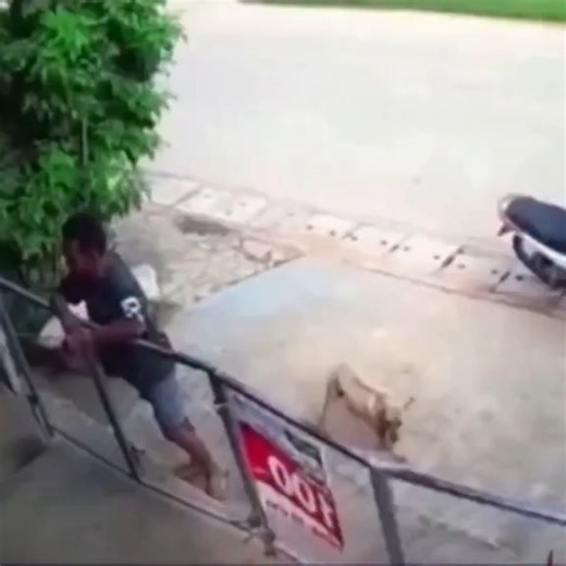 Diario de Descobertas on Instagram: "O cachorro é um mamífero doméstico da espécie Canis lupus familiaris, resultado de um longo processo de domesticação que favoreceu cooperação, aprendizagem social e comunicação com humanos. Possui elevada capacidade cognitiva e emocional, formando vínculos afetivos estáveis e respondendo bem a estímulos de treinamento. Além da companhia, os cães exercem funções técnicas em áreas como busca e resgate, detecção, terapia assistida e segurança, sendo relevantes p