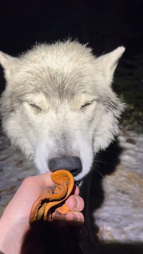 634K views · 500 reactions | Feeding my Nicest Wolf Midnight Snacks. ❤️ #wolves #viralvideo #enrichment | Oliver Starr | Facebook