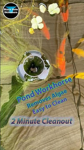 Pond Skimmer removing algae | quick and easy to clean | Black Hole Skimmers
