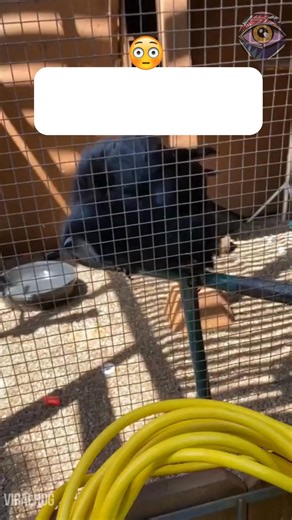 Since when do crows talk 🐦‍⬛😳 #crow #animals | Now I've Seen Everything