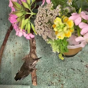 2.8K views · 279 reactions | The baby hummingbirds are flying and humming! You can see and hear ‘hum’ below. We have native flowers in their habitats and they are successfully drinking nectar. Yesterday they were separated after a “sword fight” broke out and the larger hummingbird sat on his younger sibling’s head. They will be released within a few days. Many thanks to our incredible staff and interns for their long hours of devotion.  | New England Wildlife Center | Facebook