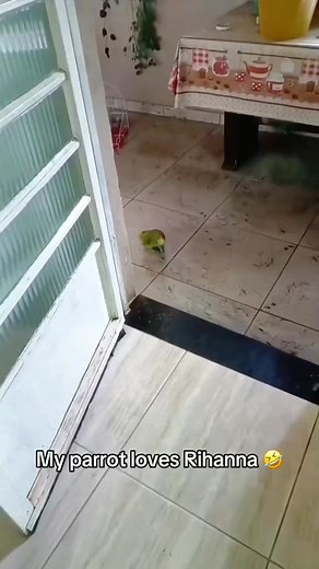 Parrot singer 🎶 #parrot #pet #petsofinstagram #pets #petstagram #animal #petlovers #parrotlover #animals #petlover | Parrot Lover