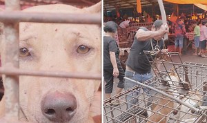 SHOCKING look inside dog meat trade market
