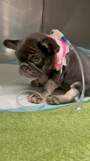 15K views · 26K reactions | Baby Phoenix update: We are having a new...