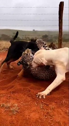 Most Intense Fight: Leopard vs Brave Dogs | Real Animal Encounter