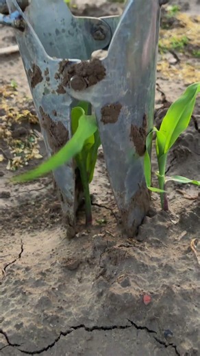 Smart Agriculture: Effortless Corn Sampling with a Core Soil Sampler Tool #shorts