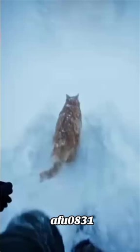 Compilation of Funny Cats on TikTok