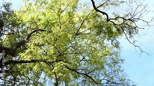 Tipuana tipu, also known as tipa, rosewood and pride of Bolivia, is a South American tree. It is the only member of the genus Tipuana, monophyletic Pterocarpus clade within the Dalbergieae. Stock Video