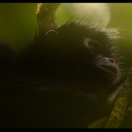 202K views · 2.9K reactions | A new short film captures rarely seen footage of endangered spider monkeys feeding at a mammal clay lick in the remote Peruvian Amazon (Commentary) https://news.mongabay.com/2018/04/new-short-film-captures-rare-spider-monkey-feeding-behavior-commentary/ | Mongabay.com | Facebook