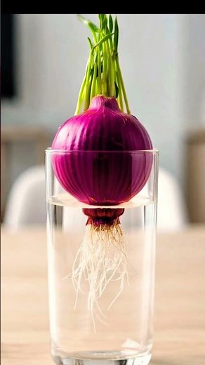 Onion Growing Time Lapse | From Seed to Harvest 🧅