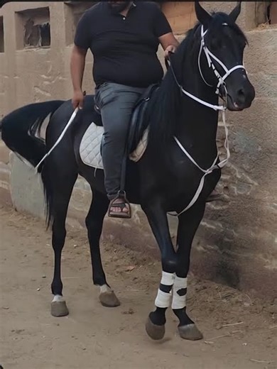 Horse riding large guy #gays#pony_riding
