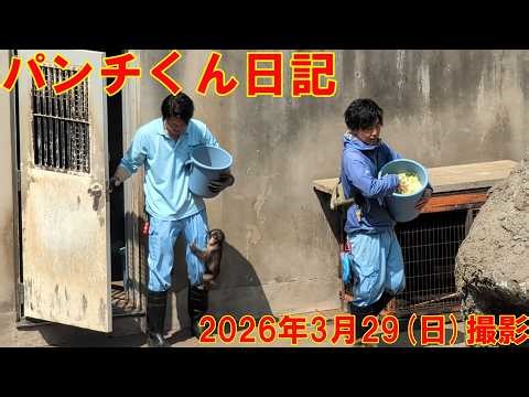 The diary of Punch, a baby monkey in Japan_2026/3/29