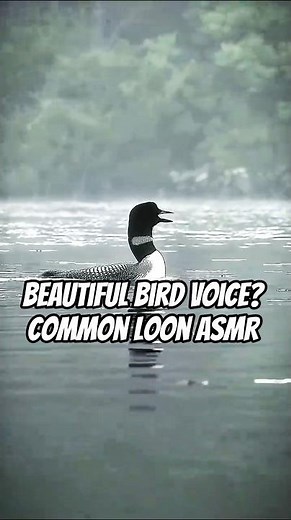 Most Beautiful Bird Voice? Common Loon ASMR 🎧