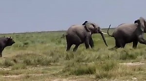 3.4K reactions · 135 shares | Elephant vs Buffalo Fighting. | Josh Laizer | Facebook