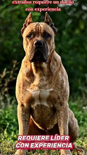 Presa Canario: El guardián que no querrás subestimar