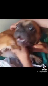 39K views · 1.8K reactions | Gracias a todas las personas que se involucraron y nos ayudaron con pequeña, cada granito de arena ayudo  logramos recaudar, todos juntos pagamos 2.300.000 mil gs, ella ya esta siendo muy bien cuidada en el albergue  | Protección Animal Amambay | Facebook