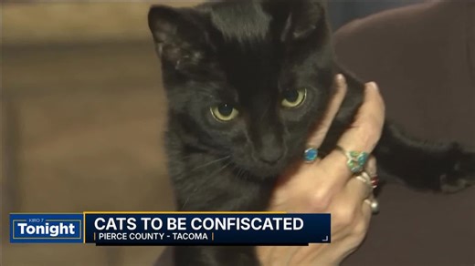 Video: Crackdown on cat ownership for Pierce County couple