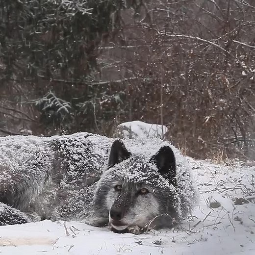 HowlForWolves | 🐺✨ THE CALL OF NATURE: LET'S LISTEN ✨🐺 On the pristine snow, a lone wolf howls, its cry echoing as a desperate plea for its future. 💔 👉... | Instagram