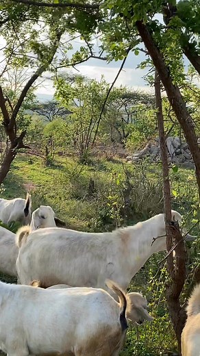 88K views · 616 reactions | I got over 10,000 reactions on my posts last week! Thanks everyone for your support!  Quality gallagoats ☎️ 0724247489 4-7months ksh6500 8-10months ksh7500 Ready to be served/Mature ksh8500 Pregnant goats ksh10000 Senge wa mbegu from ksh15000 Visit our farm Wamunyu,Machakos Delivery available countrywide at a fee Welcome!! | Jah Main Farm | Facebook