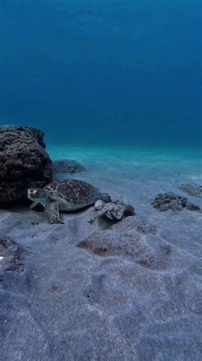 Wave Browser | She made the switch. 🌊 In one of our latest creator videos, she breaks down why Wave Browser stands out, how it fits seamlessly into her... | Instagram