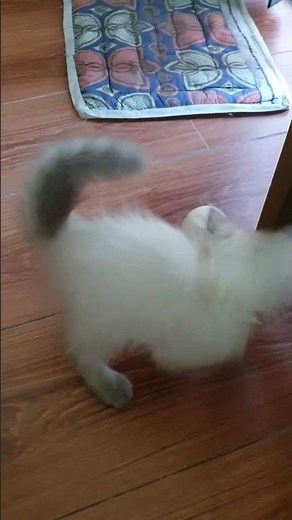 Bouncing ball for Cats #cuteanimal #cat #cutepet #cutecat #kitten