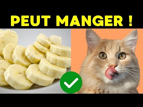 13 aliments HUMAINS BONS pour TON CHAT ! (Tu n’y croiras pas !)
