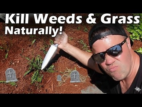 Natural Way To Kill Grass and Weeds (Effective - Cheap - Non Toxic)