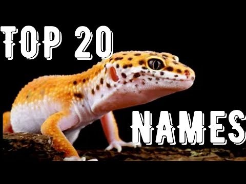 Top 20 LEOPARD GECKO NAMES 2022
