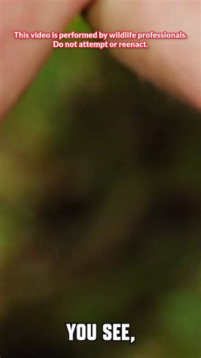 Not all bite/sting pain is instantaneous! This blue tarantula got me good… 🕷️ #bluetarantula #spider #spiderbite #coyotepeterson | Coyote Peterson