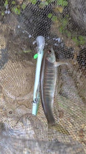 アユイングでオイカワ釣れました