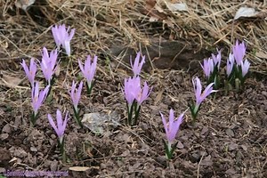 Colchicum bulbocodium - Alchetron, The Free Social Encyclopedia