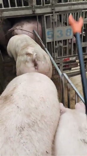 🤣🐖 Pig Loading FAIL! The Truck Scene Goes Wrong!